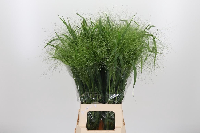 <h4>Panicum Fountain</h4>