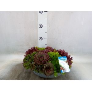 Sempervivum   ...