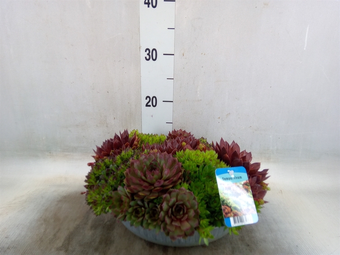 <h4>Sempervivum   ...</h4>
