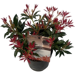 Pieris jap. 'Forest Flame' sense
