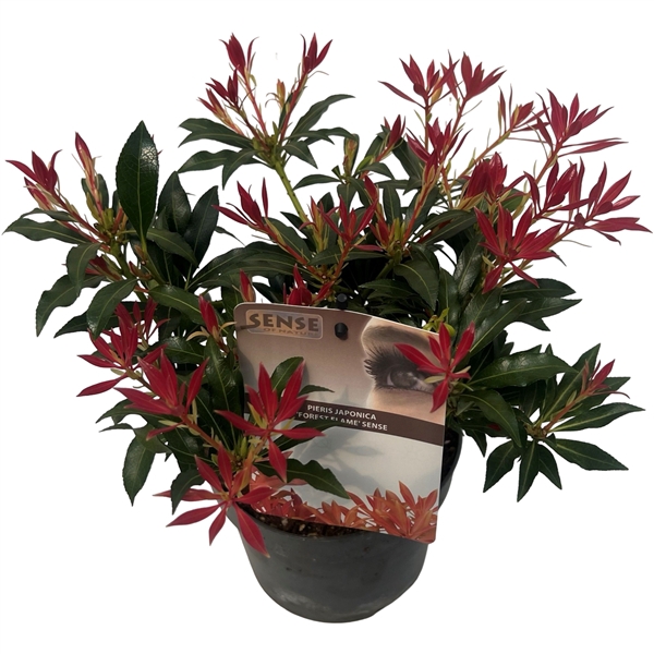 <h4>Pieris jap. 'Forest Flame' sense</h4>