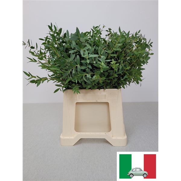 <h4>EUC PARVIFOLIA PB</h4>