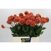 Dahlia Cornel Bronze