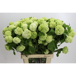Viburnum Roseum