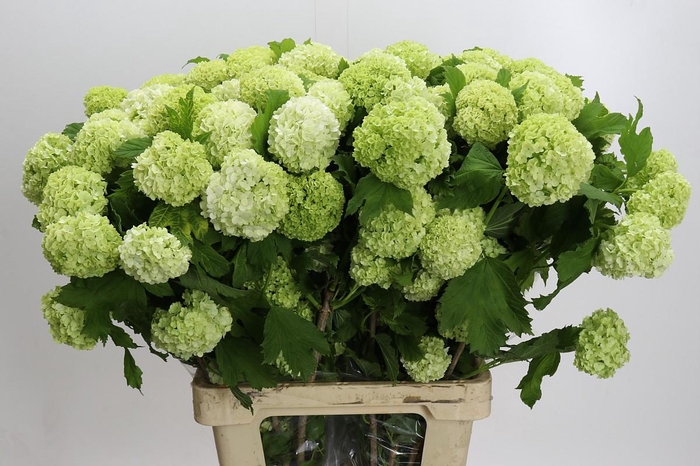 <h4>Viburnum Roseum</h4>