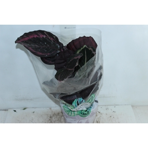 CALATHEA SURPRISE STAR P17