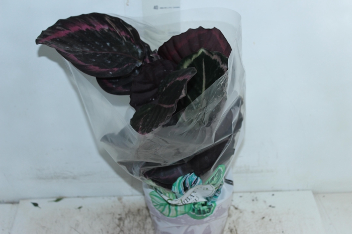 <h4>CALATHEA SURPRISE STAR P17</h4>