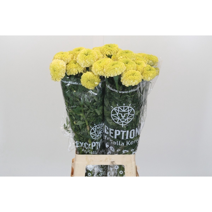 <h4>Tagetes Marigold Nosento Limegreen</h4>