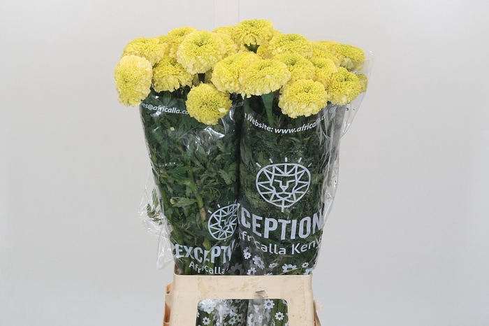 Tagetes Marigold Nosento Limegreen