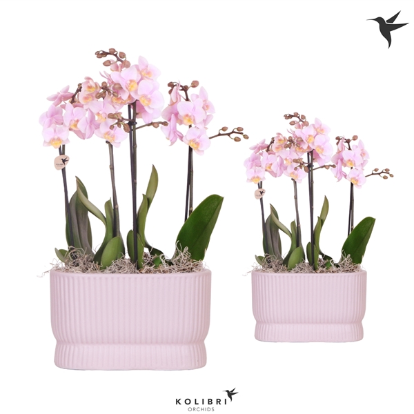 <h4>Kolibri Orchids Phalaenopsis 4 spike Diabolo pink schaal</h4>