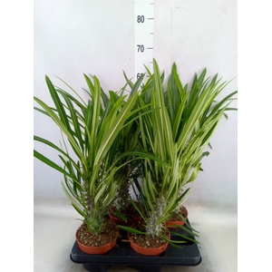 Pachypodium lamerei
