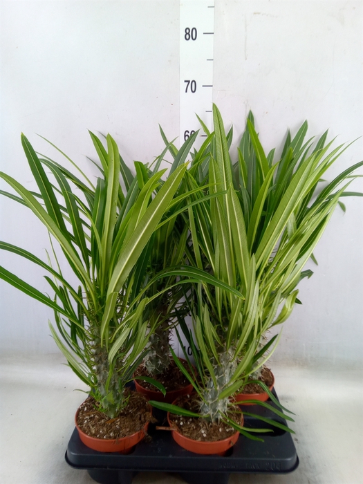 <h4>Pachypodium lamerei</h4>