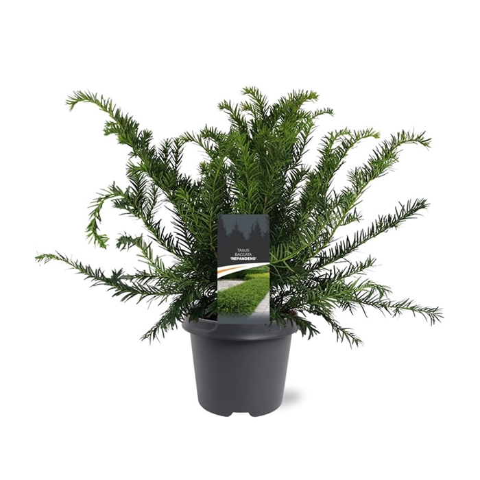 <h4>Taxus baccata 'Repandens'</h4>