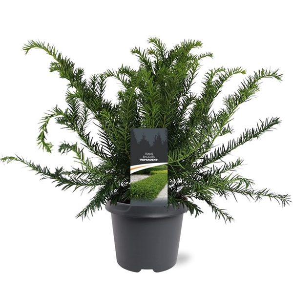 <h4>Taxus baccata 'Repandens'</h4>