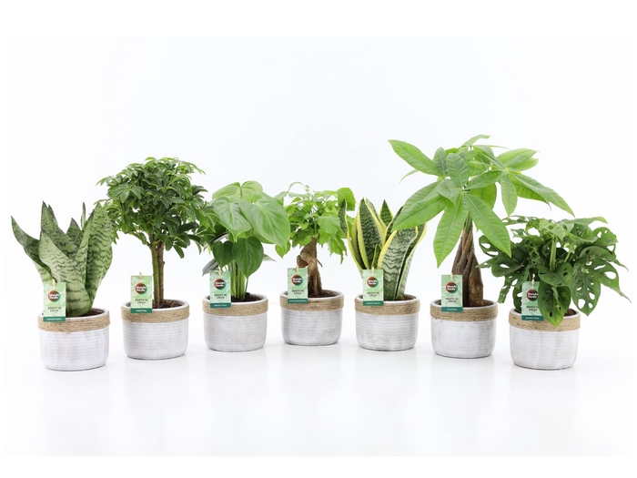 <h4>Ov Kamerplanten Gemengd Keramiek Sturdy</h4>