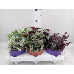 Tradescantia   ...mix