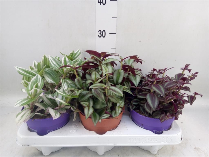 <h4>Tradescantia   ...mix</h4>
