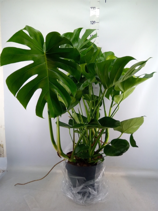 <h4>Monstera delic.</h4>