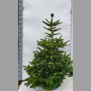 ABIES NO GOLDEN SPRE