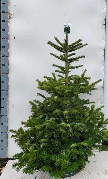 <h4>ABIES NO GOLDEN SPRE</h4>