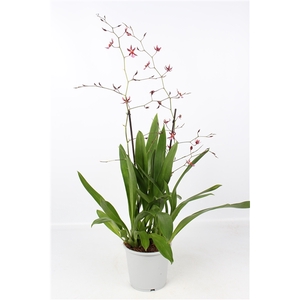 Oncidium Mieke von Holm toef 2 tak 17 cm