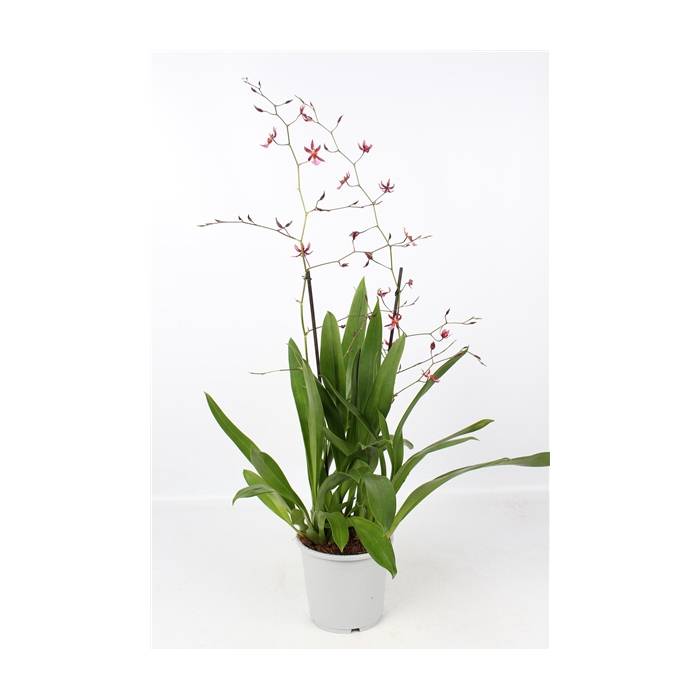 <h4>Oncidium Mieke von Holm toef 2 tak 17 cm</h4>