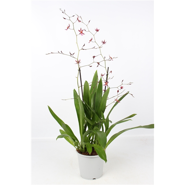 Oncidium Mieke von Holm toef 2 tak 17 cm