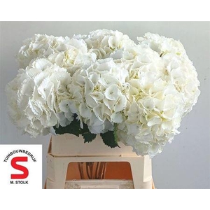 Hydr M Schneeball 80 Cm