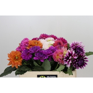 Dahlia Gemengd in fust