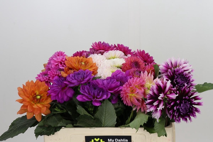 Dahlia Gemengd in fust