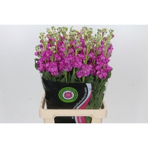 Matthiola Iron Hot Pink