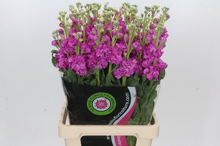 <h4>Matthiola Iron Hot Pink</h4>