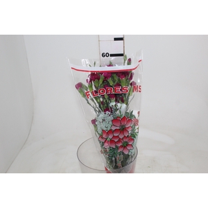 CRAVO SPRAY VEGA 060 CM