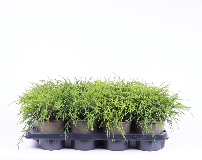<h4>Chamaecyparis pisifera 'Sungold'</h4>