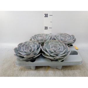 Echeveria  'Pollux'