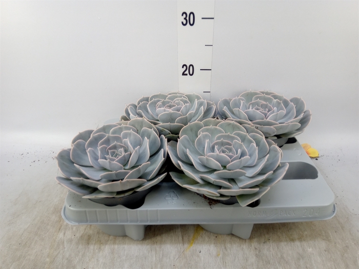 <h4>Echeveria  'Pollux'</h4>