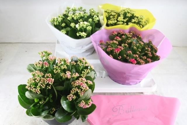 <h4>KAL GE GEM 4 KL</h4>