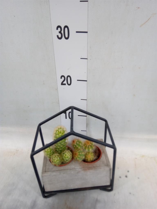 <h4>Cactus   ...</h4>