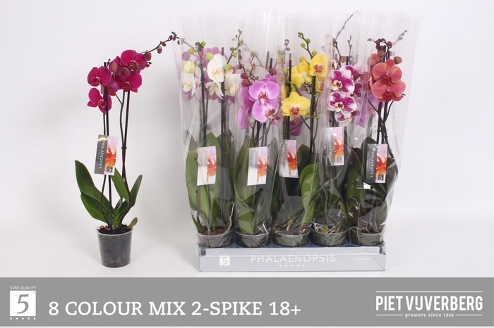 <h4>PHAL GEM 8 KL</h4>