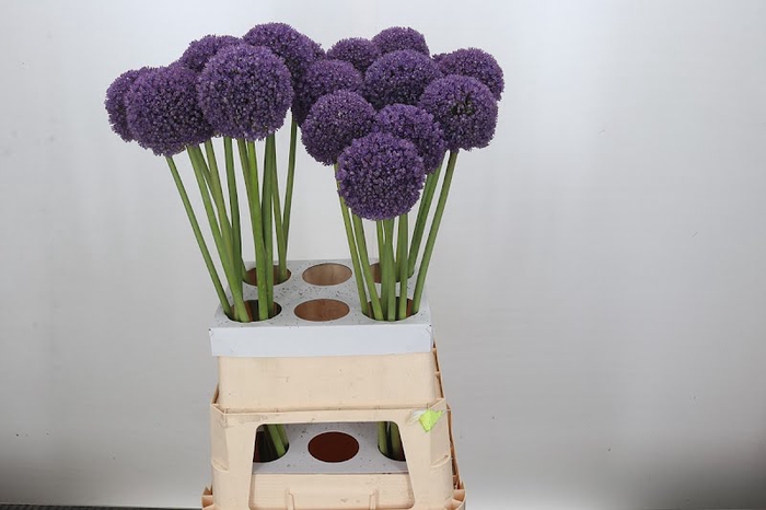 <h4>Allium Ambassador</h4>