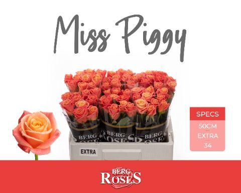 <h4>R GR MISS PIGGY+ 034</h4>