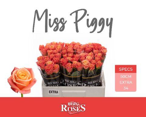 <h4>R GR MISS PIGGY+ 034</h4>