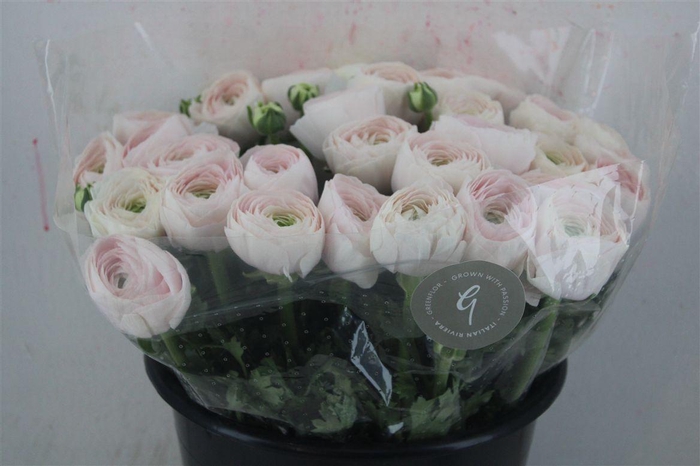 <h4>Ran Cloni Sup Hanoi</h4>