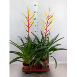 Tillandsia