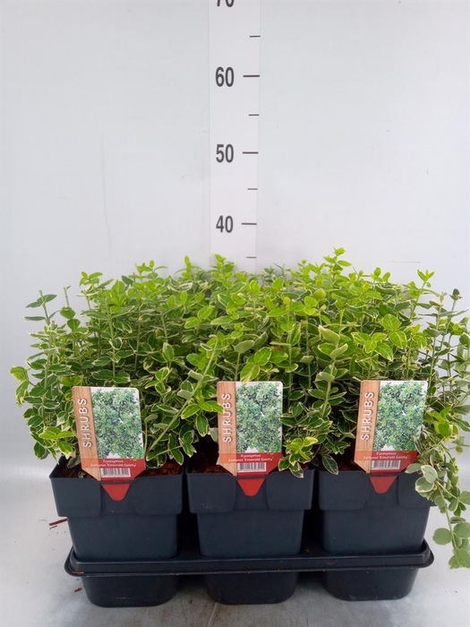 <h4>Euonymus fortunei 'Emerald Gaiety'</h4>