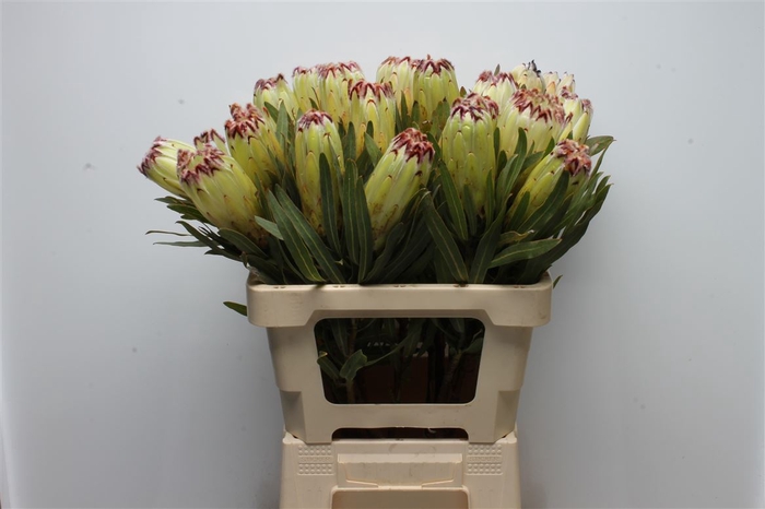 <h4>Protea Limelight</h4>