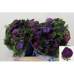 ANEM CO CARILL BLACK