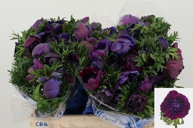 <h4>ANEM CO CARILL BLACK</h4>