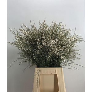 GENISTA 200 GR WHITE