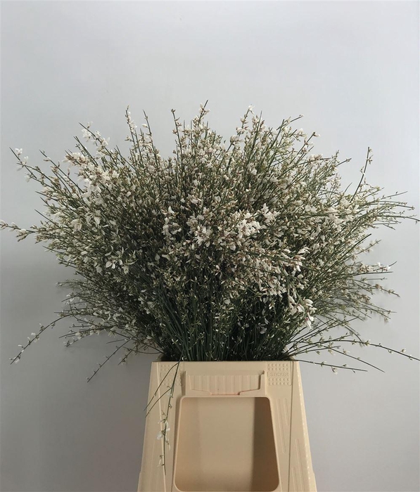 <h4>GENISTA 200 GR WHITE</h4>